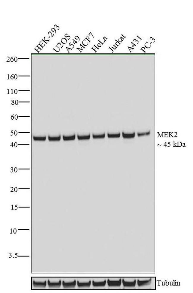 MEK2 Antibody in Western Blot (WB)