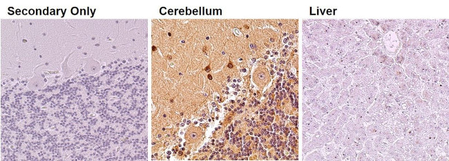 PSD-95 Antibody