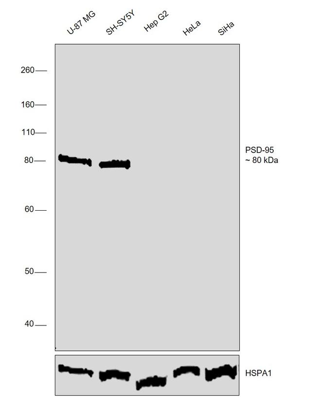 PSD-95 Antibody in Western Blot (WB)