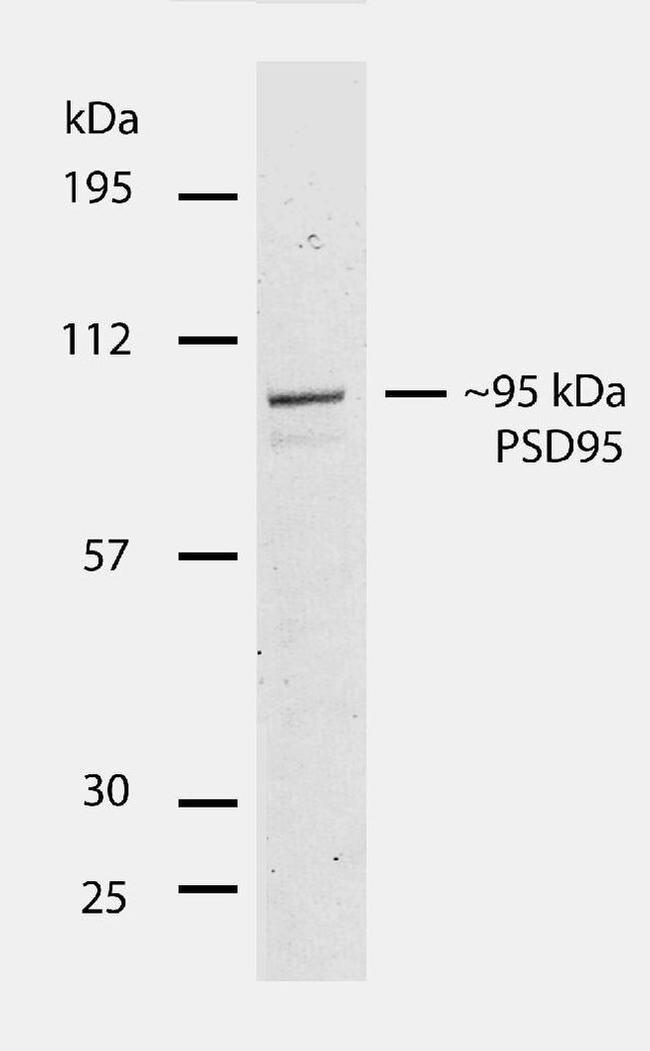 PSD-95 Antibody in Western Blot (WB)