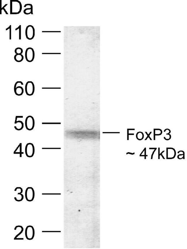 FOXP3 Antibody in Western Blot (WB)