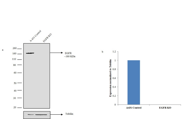 EGFR Antibody