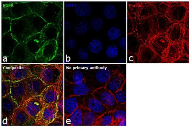 EGFR Antibody in Immunocytochemistry (ICC/IF)