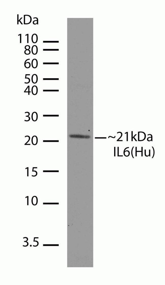 IL-6 Antibody in Western Blot (WB)