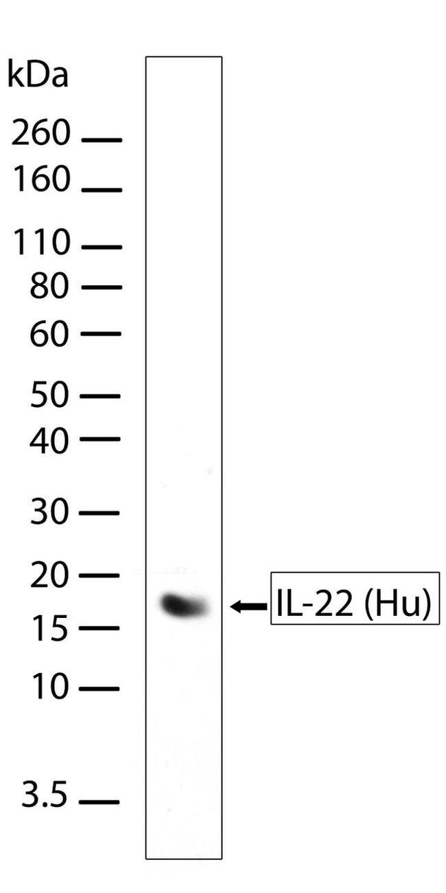 IL-22 Antibody in Western Blot (WB)