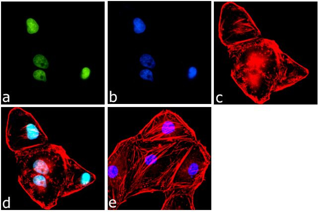 JNK1 Antibody in Immunocytochemistry (ICC/IF)