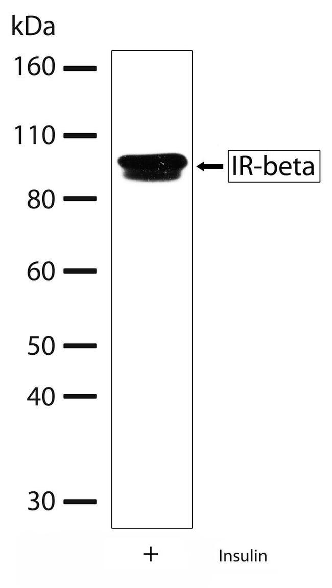 INSR Antibody in Western Blot (WB)