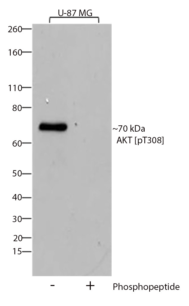 Phospho-AKT1 (Thr308) Antibody in Western Blot (WB)