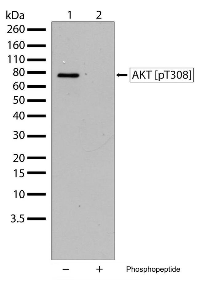 Phospho-AKT1 (Thr308) Antibody in Western Blot (WB)