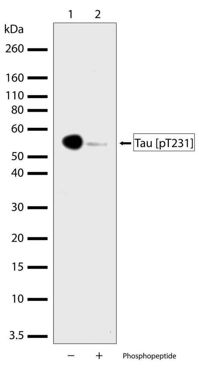 Phospho-Tau (Thr231) Antibody in Western Blot (WB)