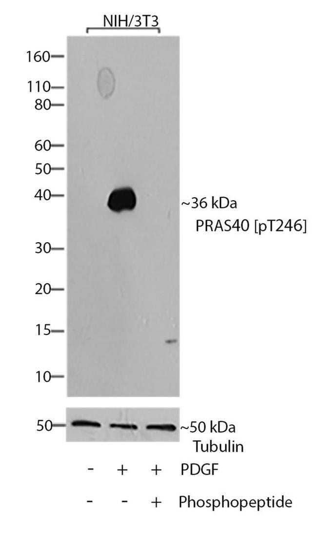 Phospho-PRAS40 (Thr246) Antibody