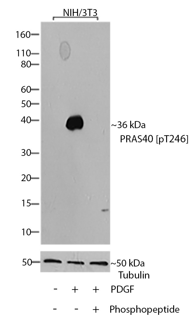 Phospho-PRAS40 (Thr246) Antibody in Western Blot (WB)