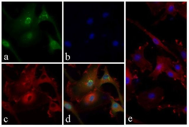 Phospho-PRAS40 (Thr246) Antibody in Immunocytochemistry (ICC/IF)