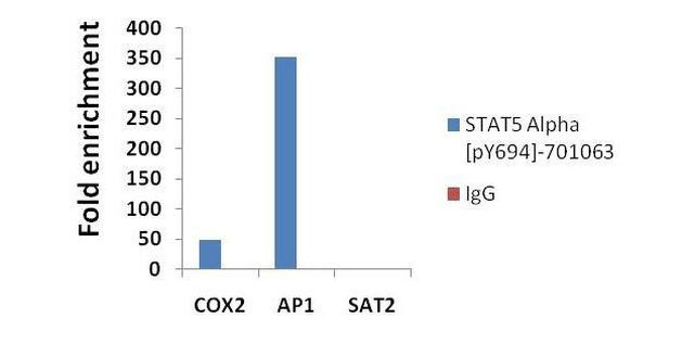 Phospho-STAT5 alpha (Tyr694) Antibody in ChIP Assay (ChIP)