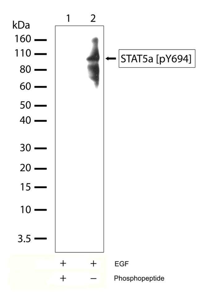 Phospho-STAT5 alpha (Tyr694) Antibody in Western Blot (WB)