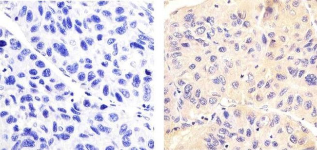 Phospho-LRRK2 (Ser935) Antibody in Immunohistochemistry (Paraffin) (IHC (P))