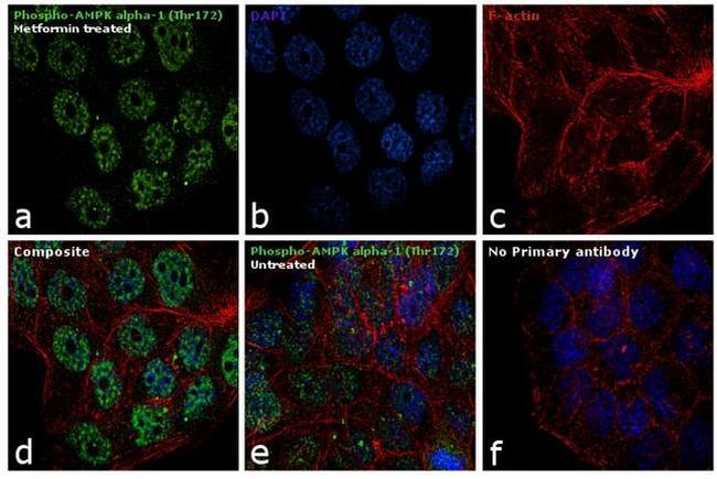 Phospho-AMPK alpha-1,2 (Thr183, Thr172) Antibody