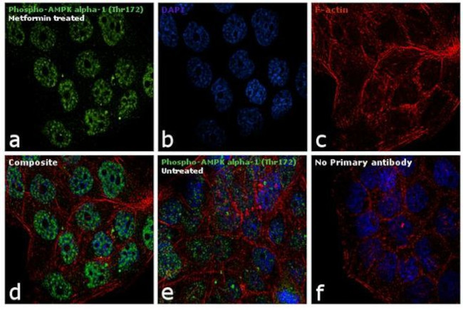 Phospho-AMPK alpha-1,2 (Thr183, Thr172) Antibody in Immunocytochemistry (ICC/IF)