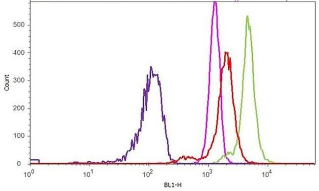 FITC Antibody