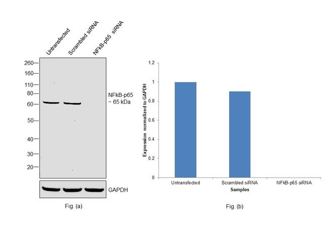 NFkB p65 Antibody in Western Blot (WB)