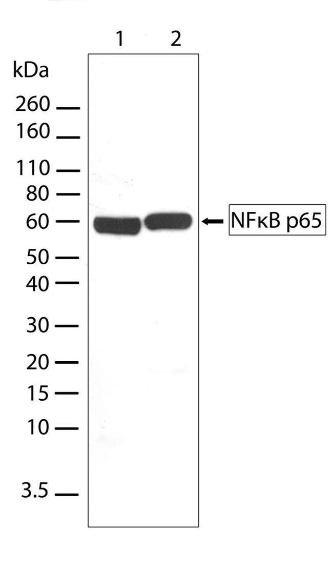 NFkB p65 Antibody in Western Blot (WB)