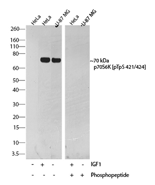 Phospho-p70 S6 Kinase (Thr421, Ser424) Antibody in Western Blot (WB)