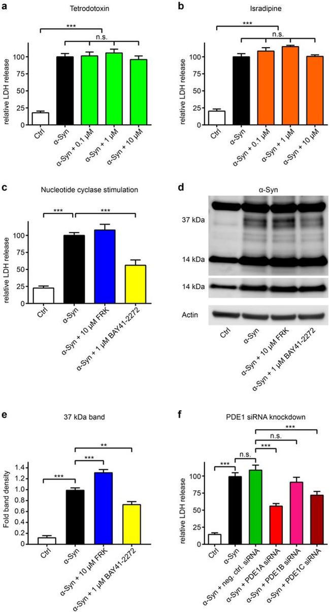 alpha Synuclein Antibody in Western Blot (WB)