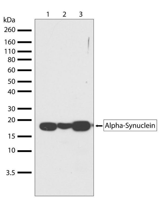 alpha Synuclein Antibody in Western Blot (WB)