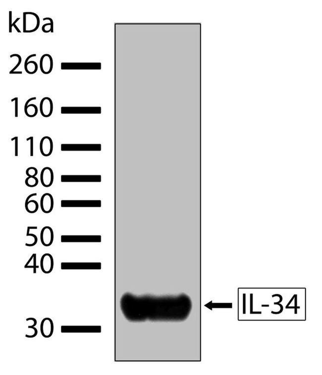 IL-34 Antibody in Western Blot (WB)