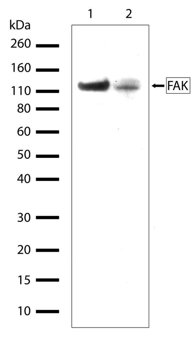 FAK Antibody in Western Blot (WB)