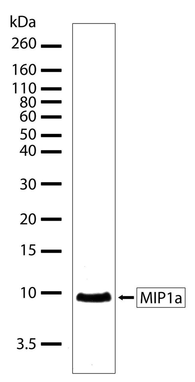 CCL3 Antibody in Western Blot (WB)