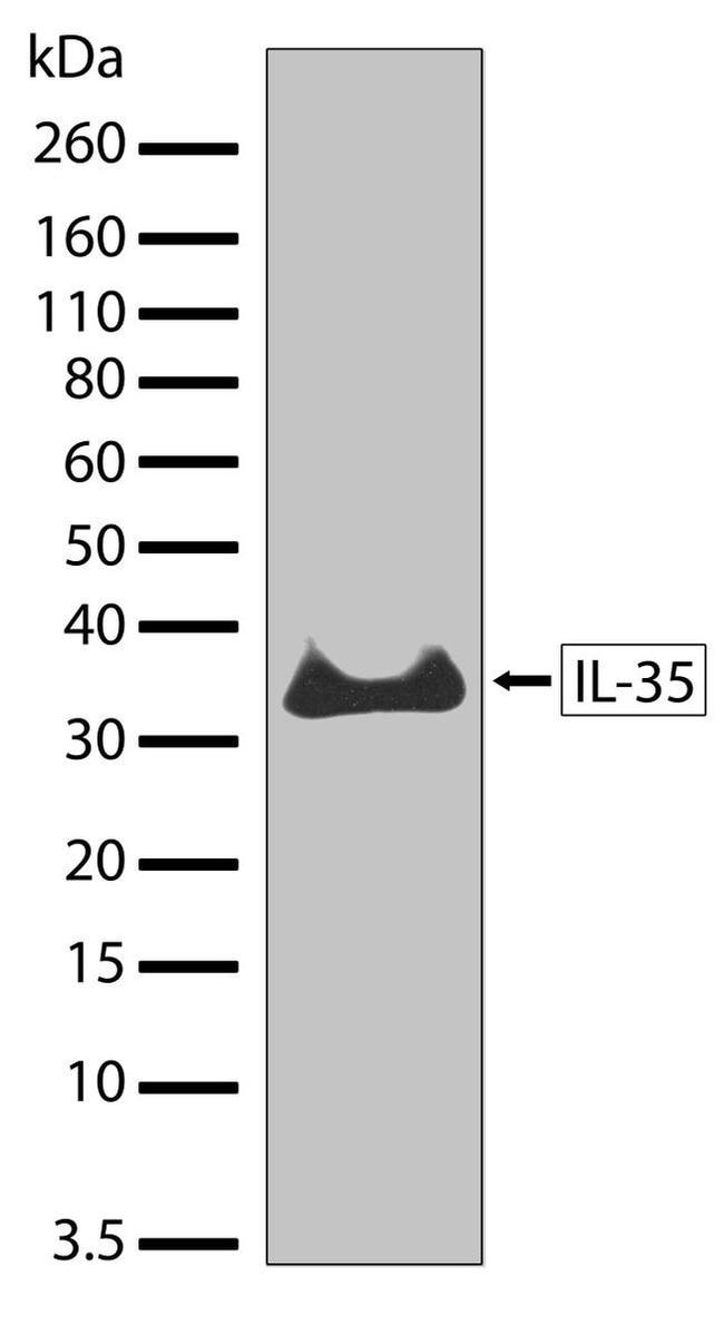 IL-35 Antibody in Western Blot (WB)