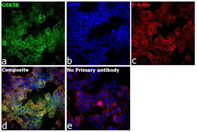 GSK3B Antibody in Immunocytochemistry (ICC/IF)