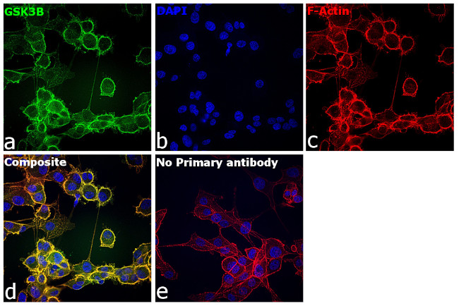 GSK3B Antibody in Immunocytochemistry (ICC/IF)