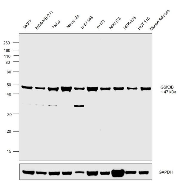 GSK3B Antibody in Western Blot (WB)