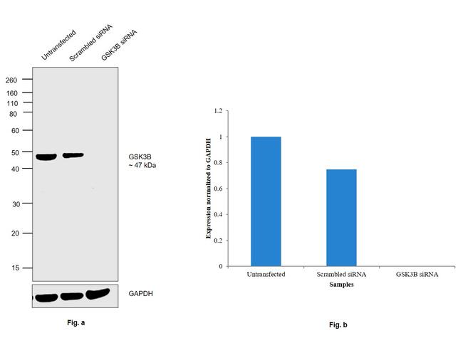 GSK3B Antibody in Western Blot (WB)