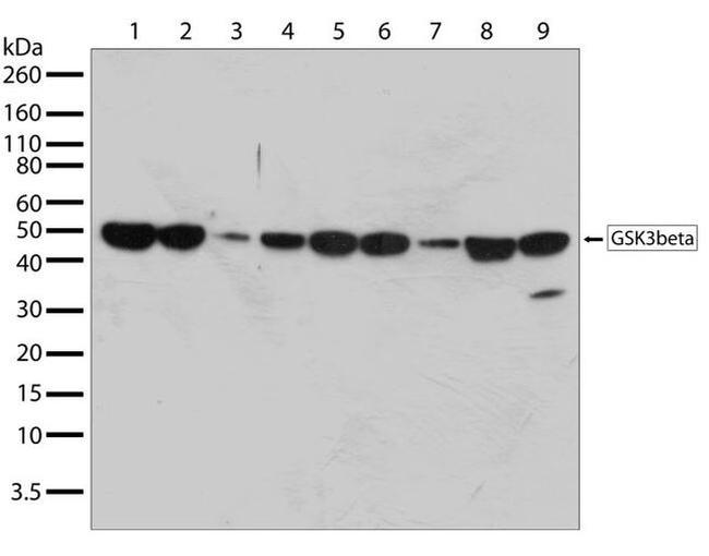 GSK3B Antibody in Western Blot (WB)