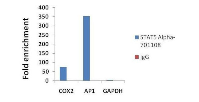 STAT5 alpha Antibody