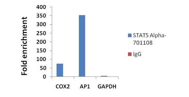 STAT5 alpha Antibody in ChIP Assay (ChIP)