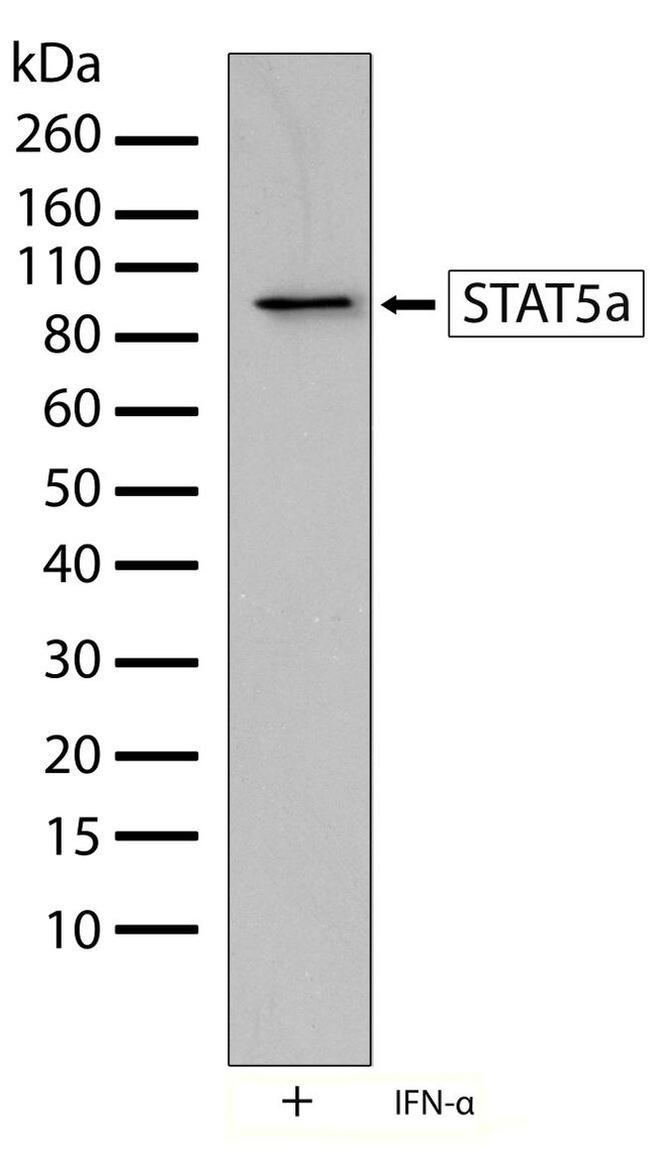 STAT5 alpha Antibody in Western Blot (WB)