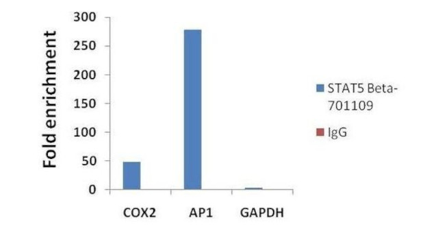 STAT5 beta Antibody