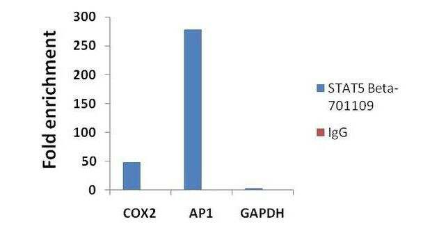 STAT5 beta Antibody in ChIP Assay (ChIP)