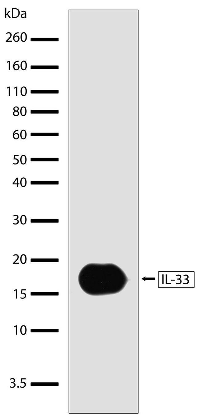 IL-33 Antibody in Western Blot (WB)