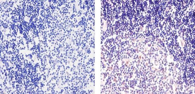 CXCL9 Antibody in Immunohistochemistry (Paraffin) (IHC (P))