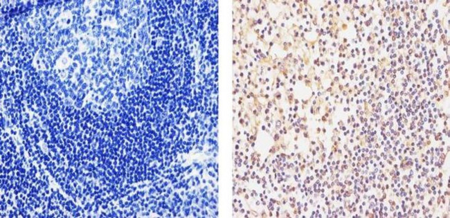 CXCL9 Antibody in Immunohistochemistry (Paraffin) (IHC (P))