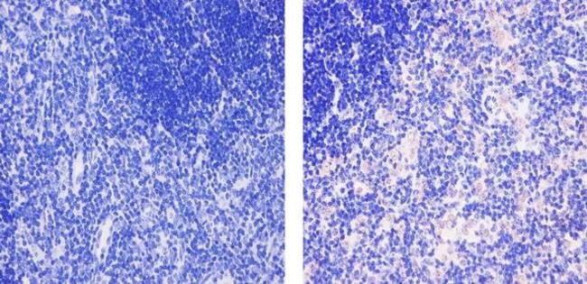 CXCL9 Antibody in Immunohistochemistry (Paraffin) (IHC (P))