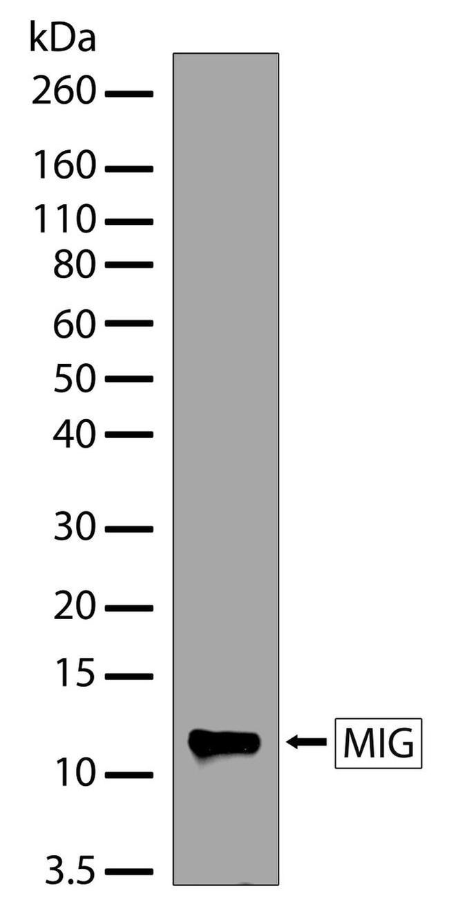 CXCL9 Antibody in Western Blot (WB)