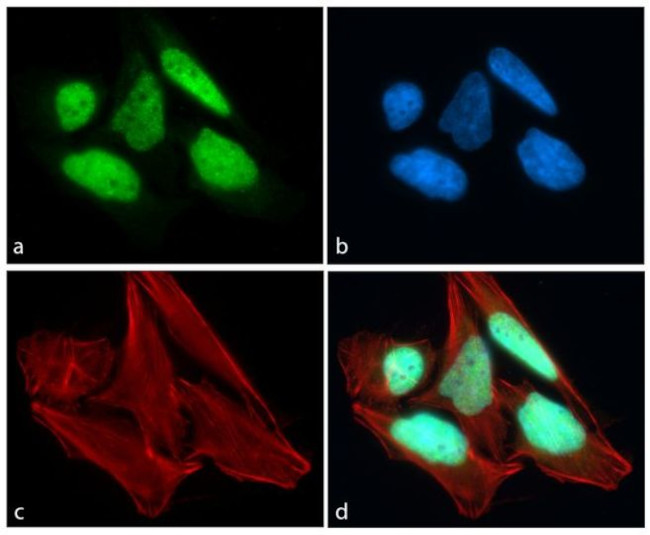 CREB Antibody in Immunocytochemistry (ICC/IF)