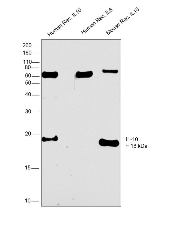 IL-10 Antibody in Western Blot (WB)