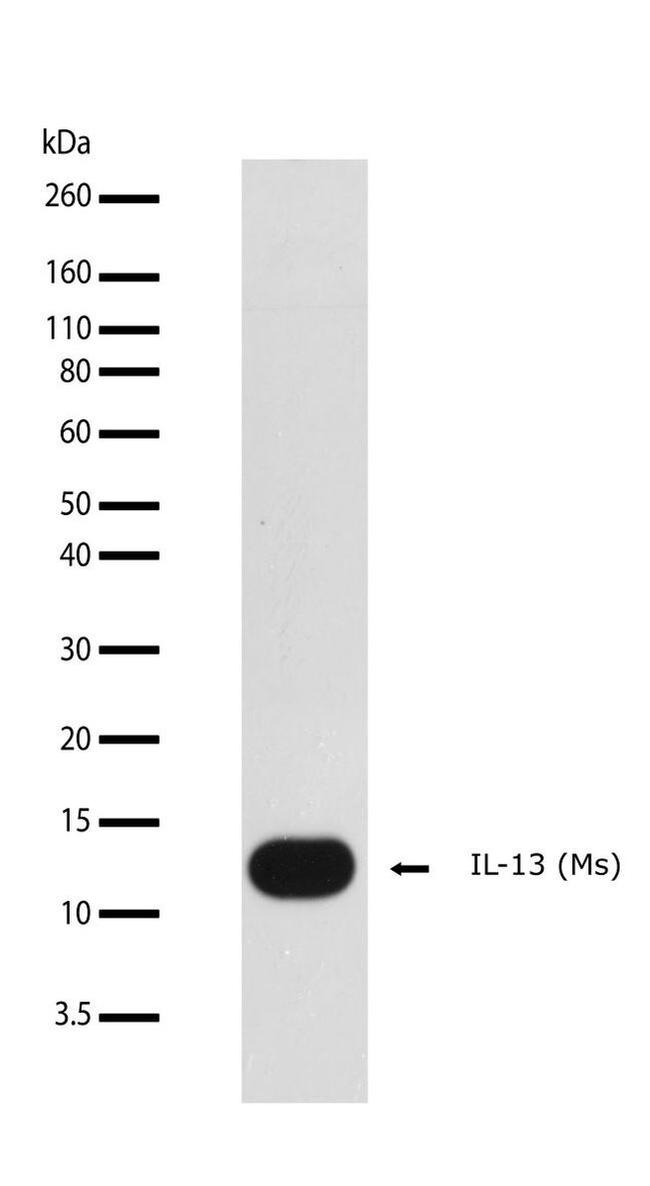 IL-13 Antibody in Western Blot (WB)